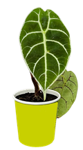 2" Alocasia Watsoniana